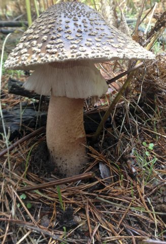 Amanita rubescens